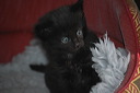 Kittens, 4 Wochen alt